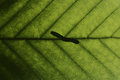 Silhouetted Worm (APAW-9)