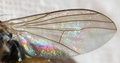 FlyWing
