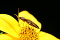 BugonYellow