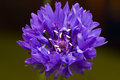 WholeBlue