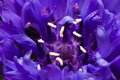 CenterBlue