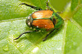 Beetle