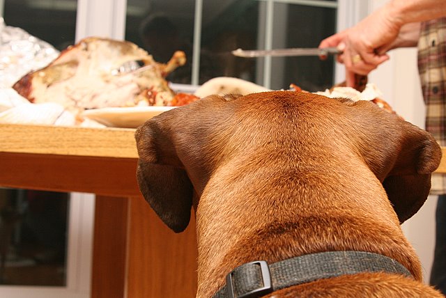 Hungry
