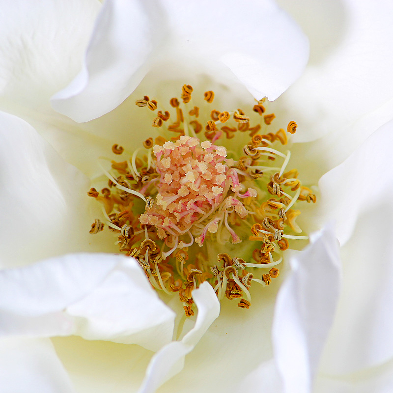 Rose (APAW-8)