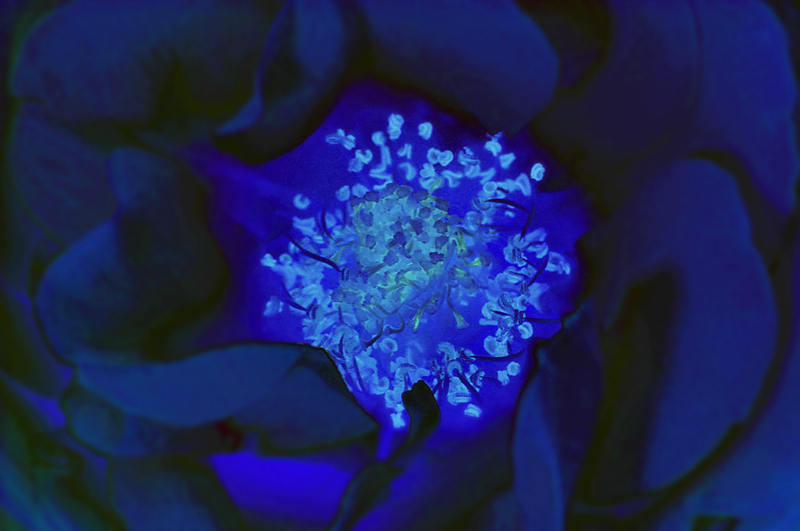Fractal Rose (APAW-8)