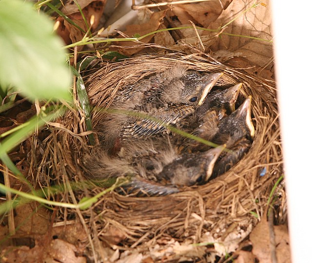 RobinBaby2.jpg