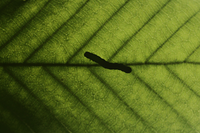 Silhouetted Worm (APAW-9)