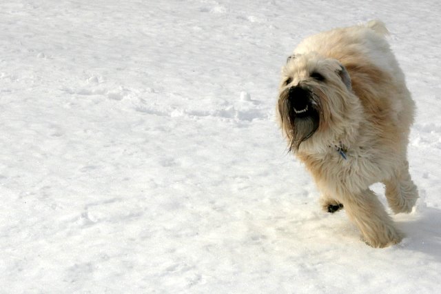 Wheaten