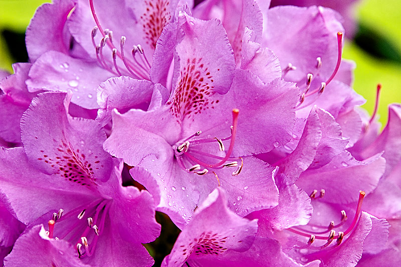 Rhody2