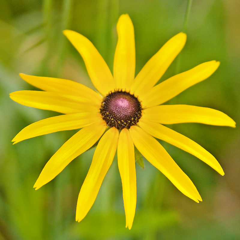 Black-Eyed-Susan