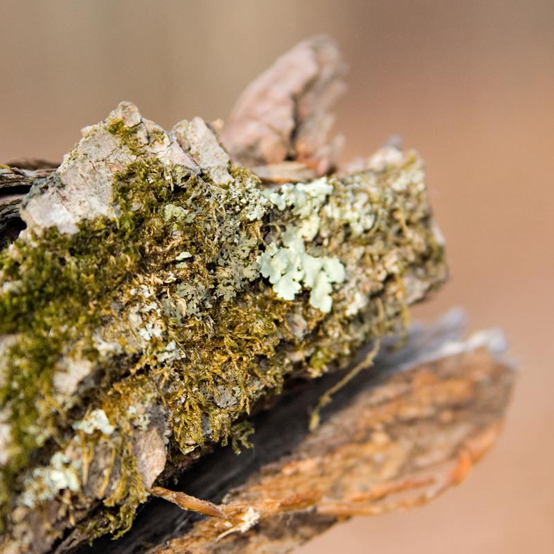 Moss-Log