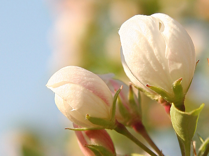 Spring-Snow-Crabapple