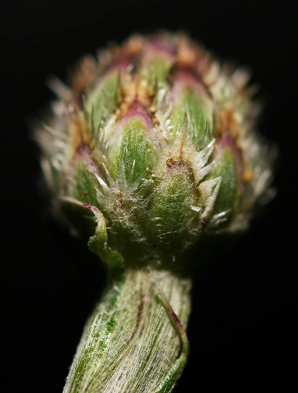 Flower-Two