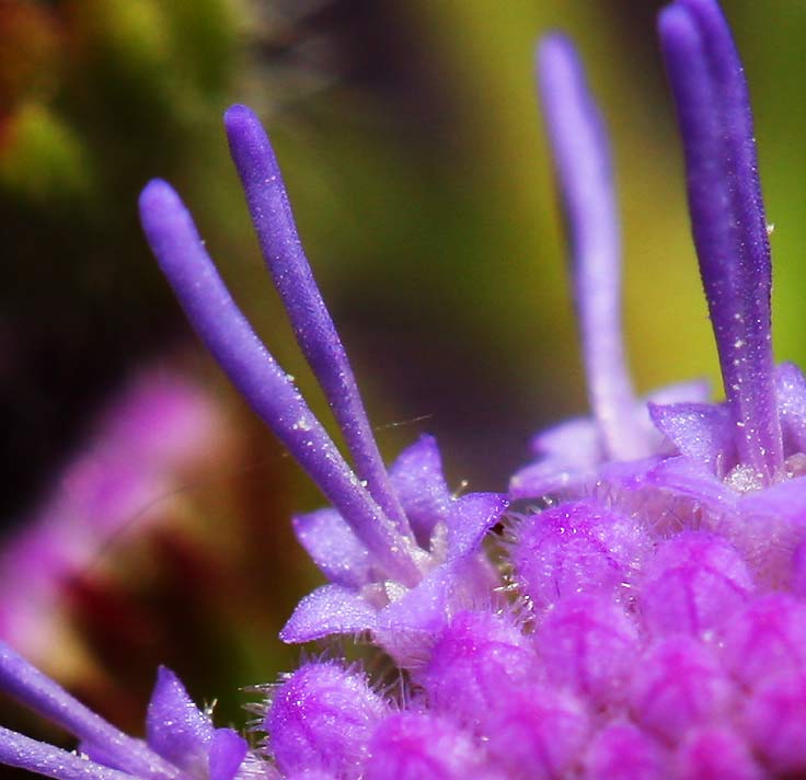 Flower-Full-Frame-100pct-Cr