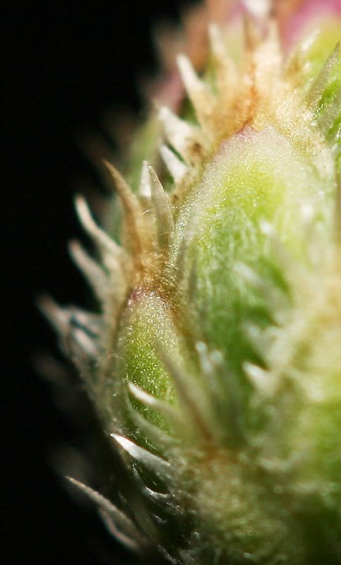 Flower-Three