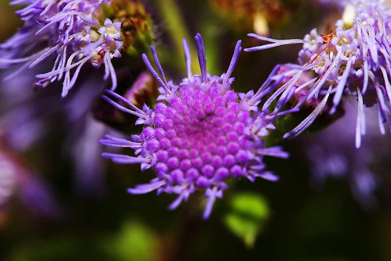 Flower-Full-Frame
