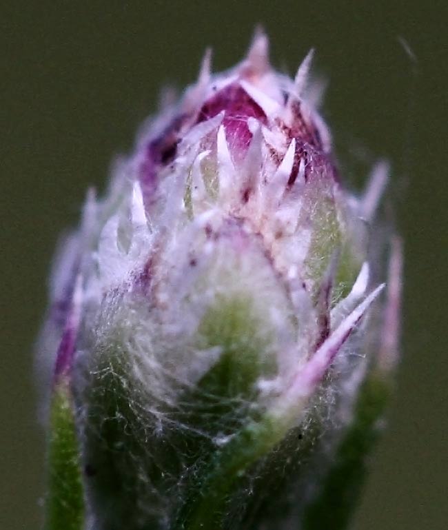 Flower-First