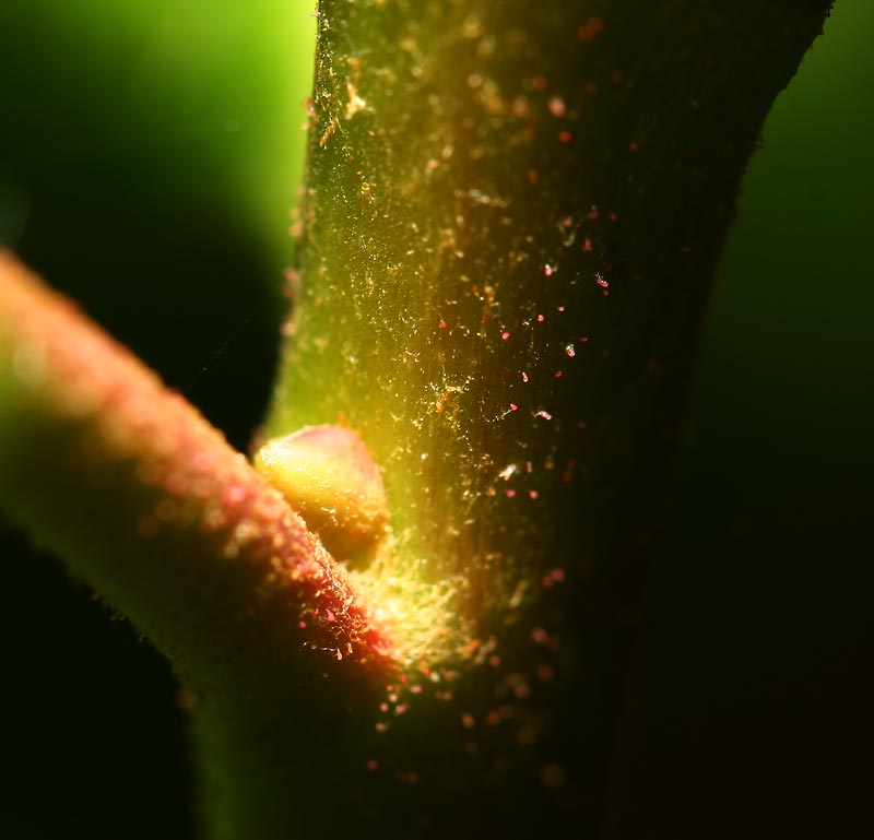 Stem