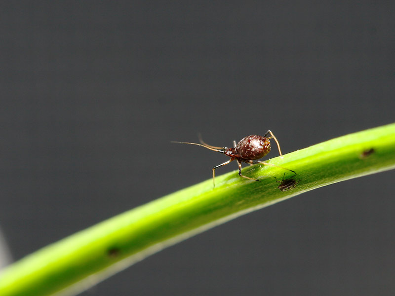 YoungAphids