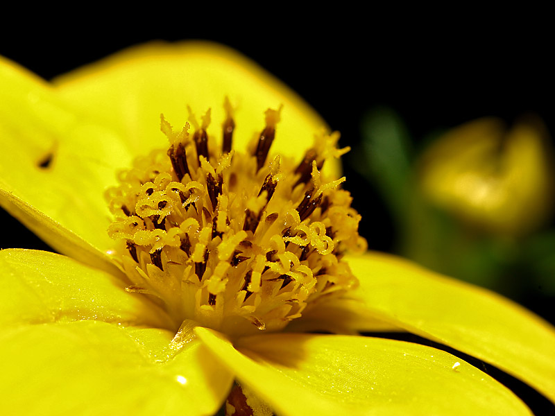 YellowFlower
