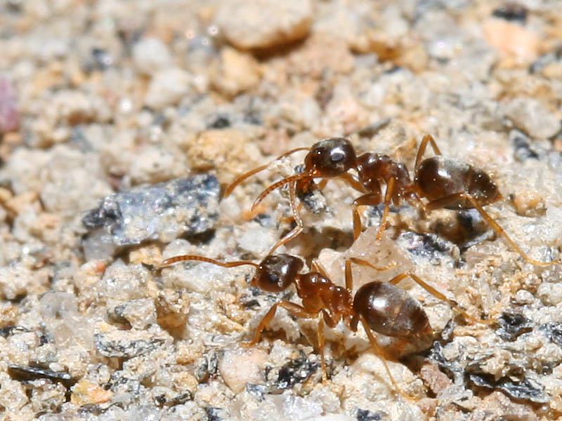AntsonHill