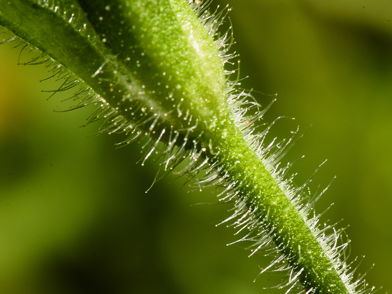 Stem-Hairs