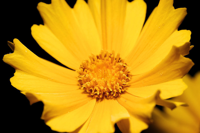 YellowFlower2