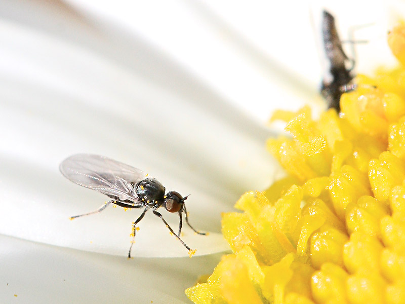 Fly on Daisy