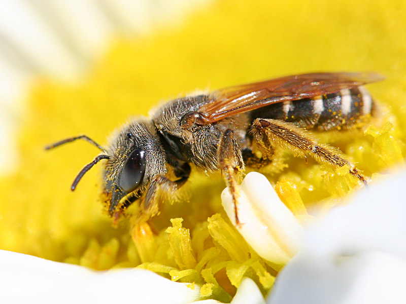 Bee On Daisy