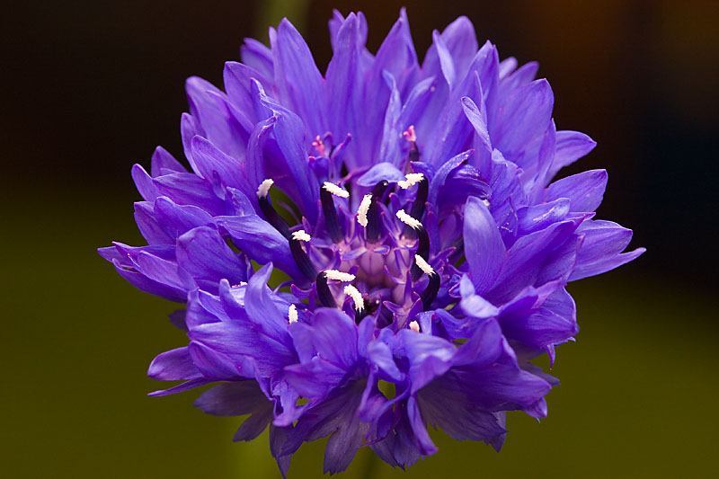 WholeBlue
