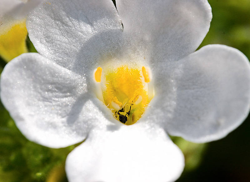 WhiteYellowCenter