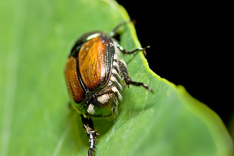 BeetleButt