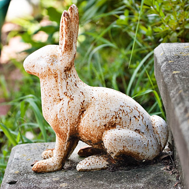 Rabbit