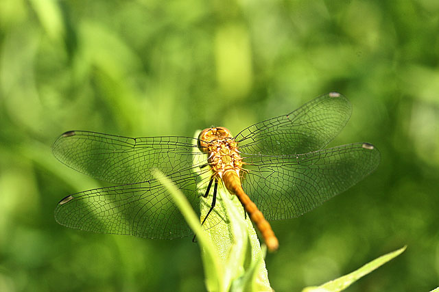 Dragonfly