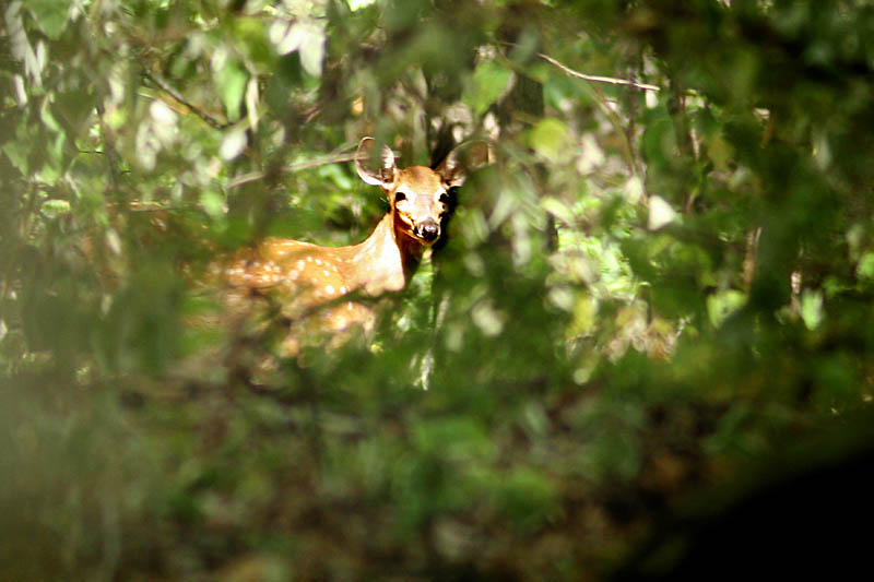 Deer3