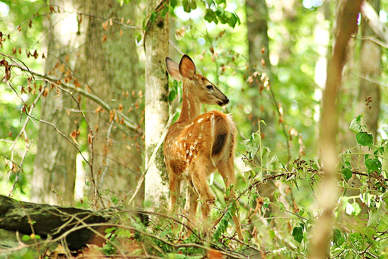 Deer2