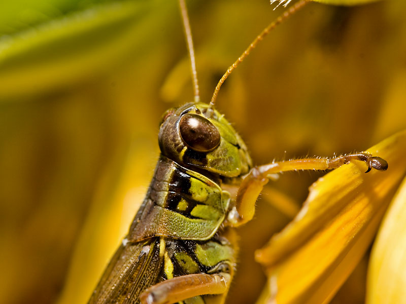 Grasshopper2