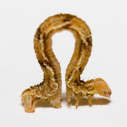 InchWorm2