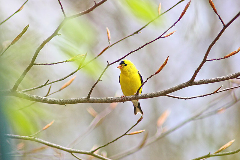 bird