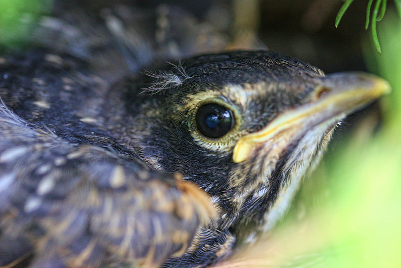 BabyRobin