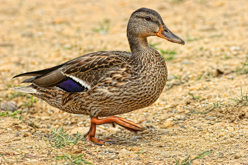 Duck2