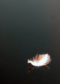 Floating Feather