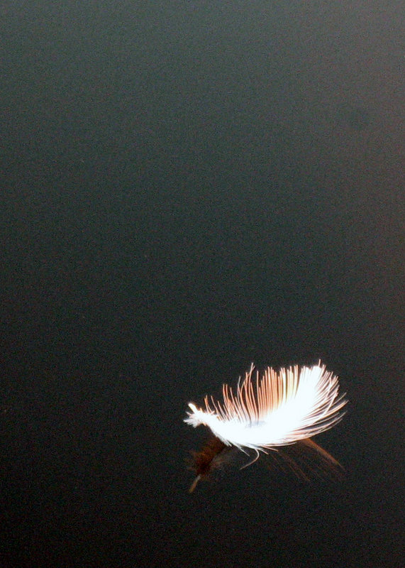 Floating Feather