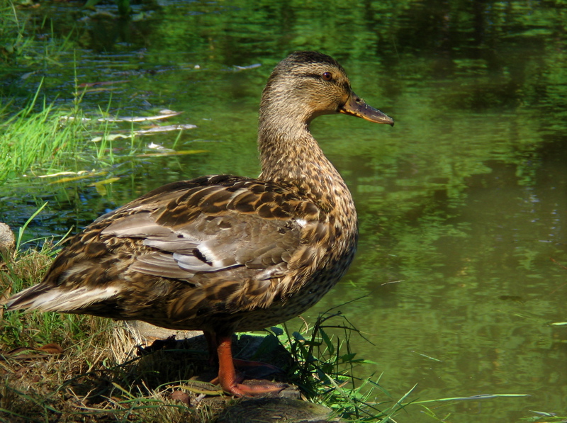 Duck