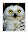 My fiend Golden Eyes.jpg