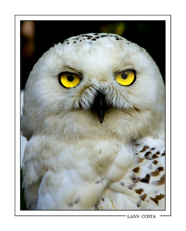 My fiend Golden Eyes.jpg