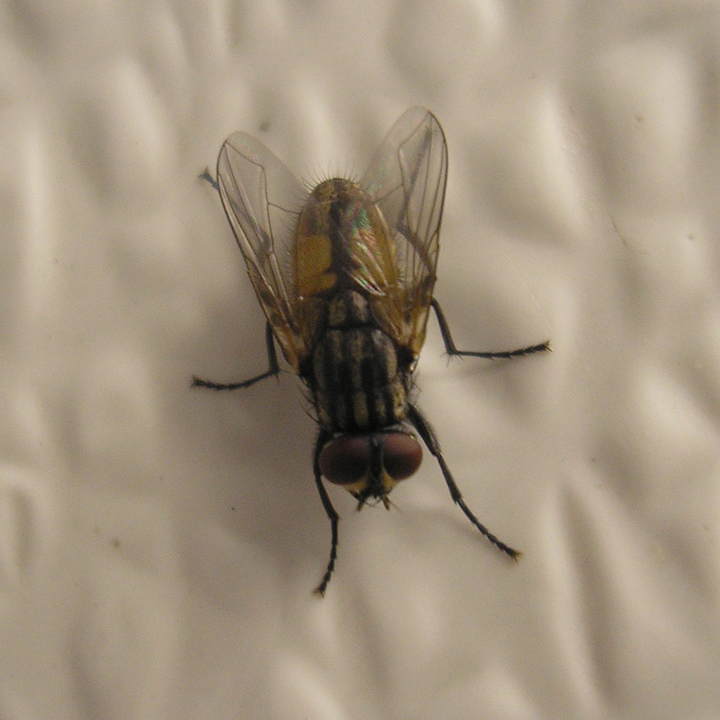 2006-08-09 045637 Crop.jpg
