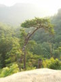 Clifftree-July06.JPG