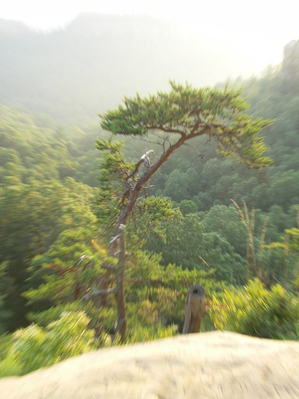 Clifftree-July06.JPG