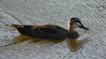 Speedy Duck